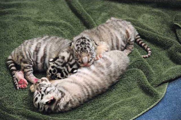 Rare White Siberian Tigers Born In Dahlonega Gainesville Times