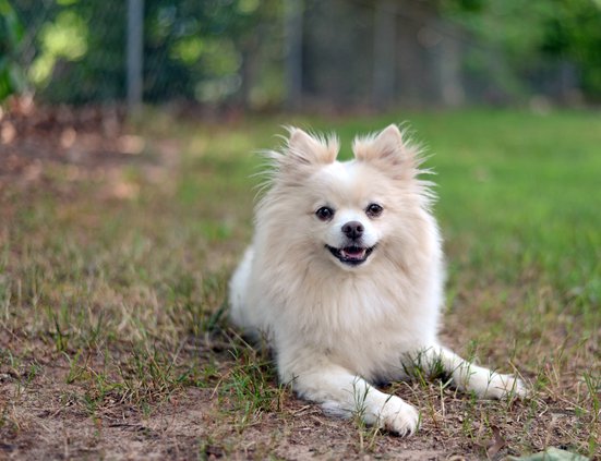 06192018 DOG 2.JPG