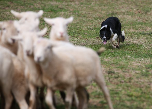 03032019 DOGS 003.JPG
