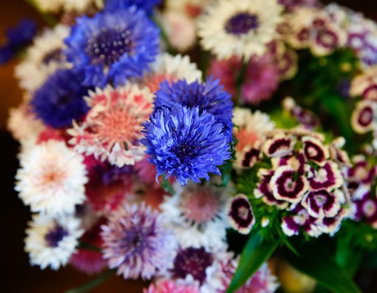 04192019 BLOOM 005.JPG