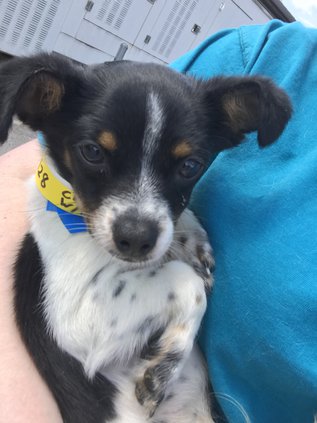 Peanut