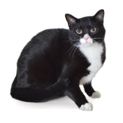 Morgana