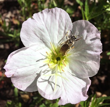 05242019 GARDEN 2.jpg