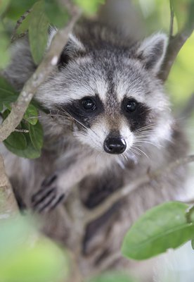 Raccoon