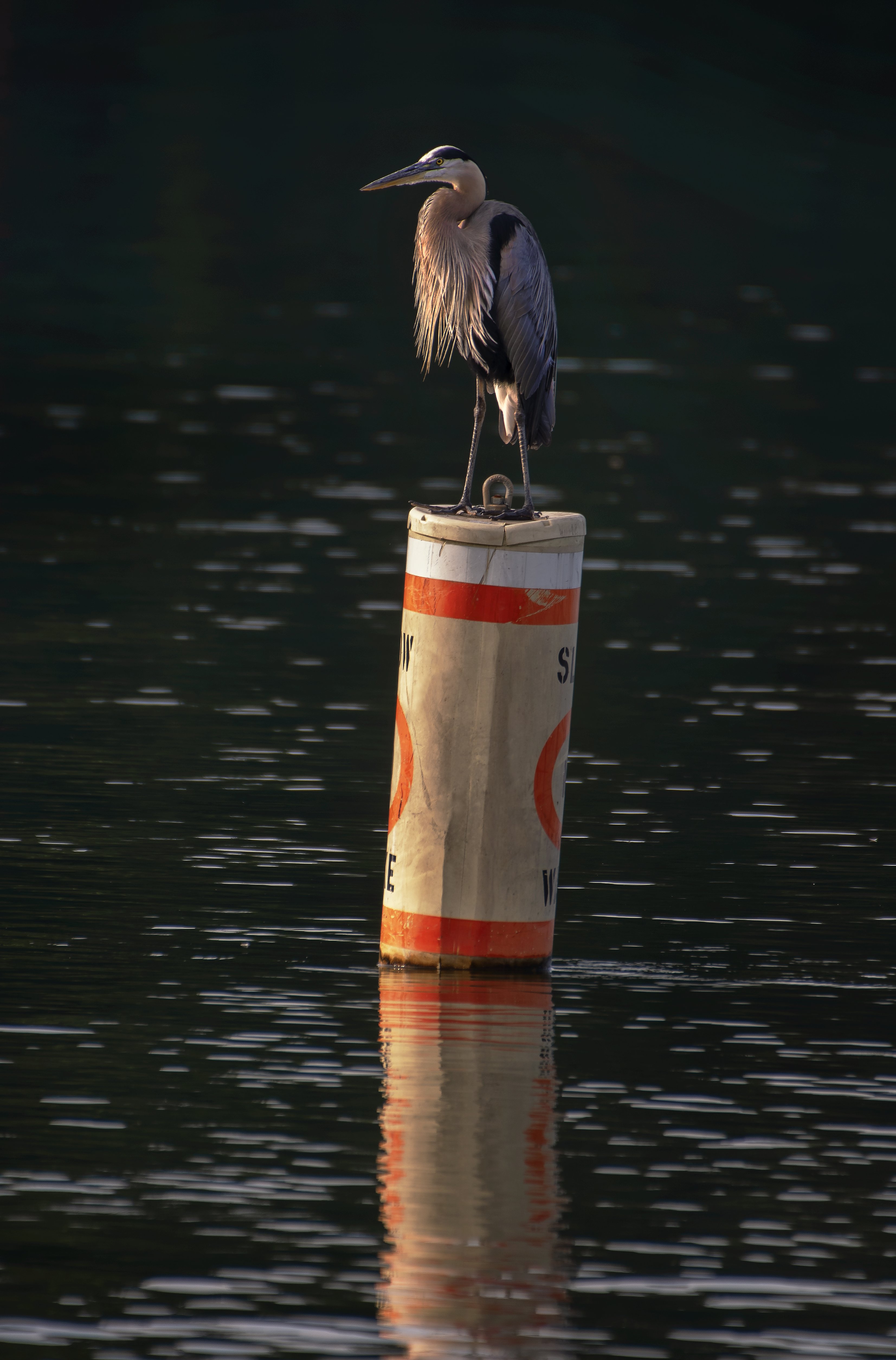 Heron 1.jpg