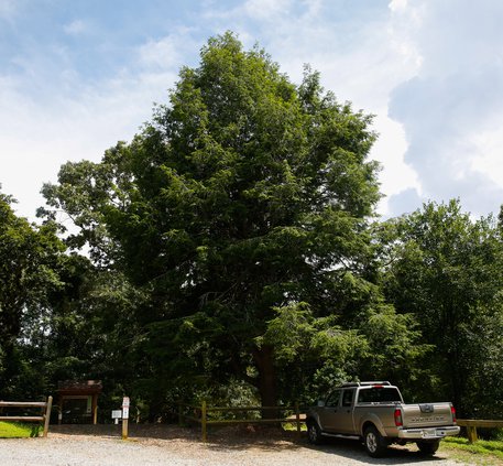 07192019 HEMLOCK 003.jpg