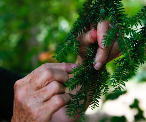 07192019 HEMLOCK 002.jpg