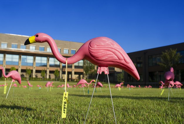 09172019 FLAMINGO 4.jpg