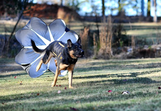11152019 CANINE 3.jpg